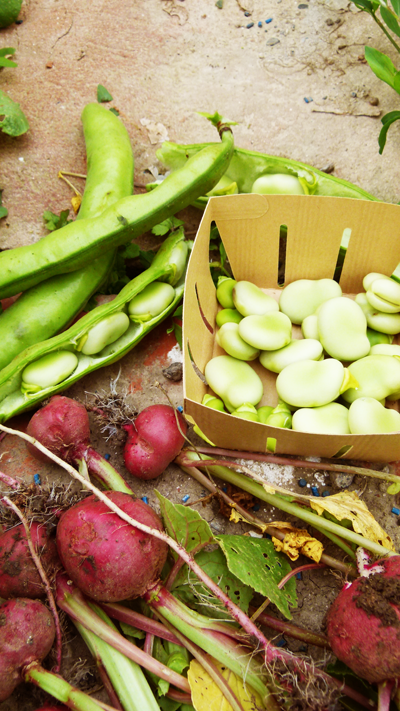 DIY - boite à potager