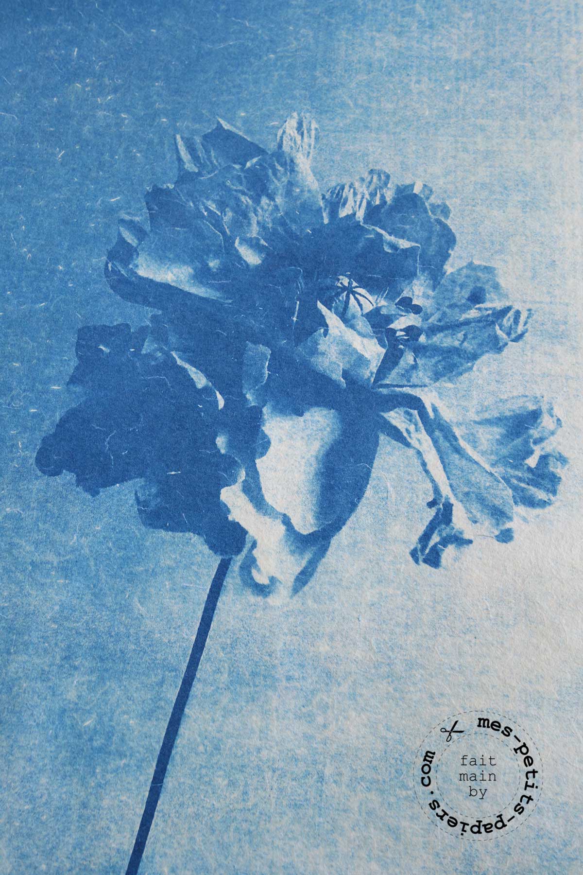 mes petits papiers - bleu soleil cyanotype 4