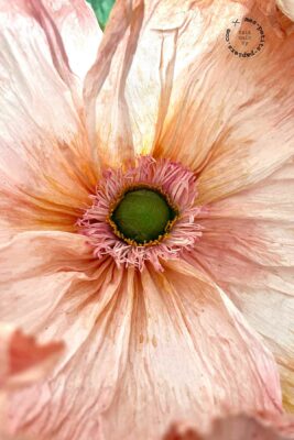 Fleurs en papier crépon créées par mes-petits-papiers.com, Caroline Houël